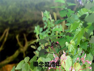 秦念盛淮年盛淮年秦念全文免费阅读_秦念盛淮年无弹窗最新章节