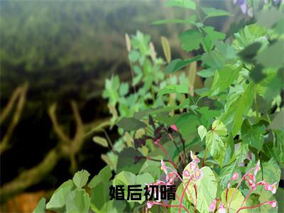 沈颐乔和周沉快手小说（婚后初晴）txt阅读大结局-抖音近期热门沈颐乔和周沉全文免费